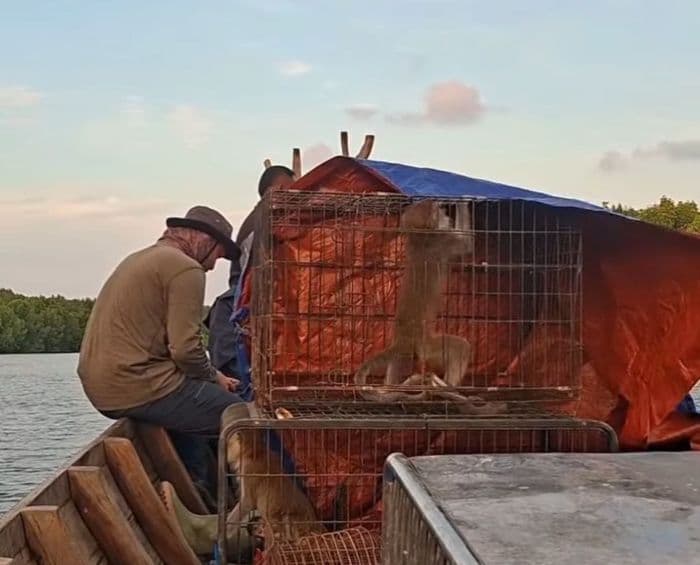 enam_ekor_monyet_dilepasliarkan_ke_kawasan_suaka_margasatwa_karang_gading_langkat