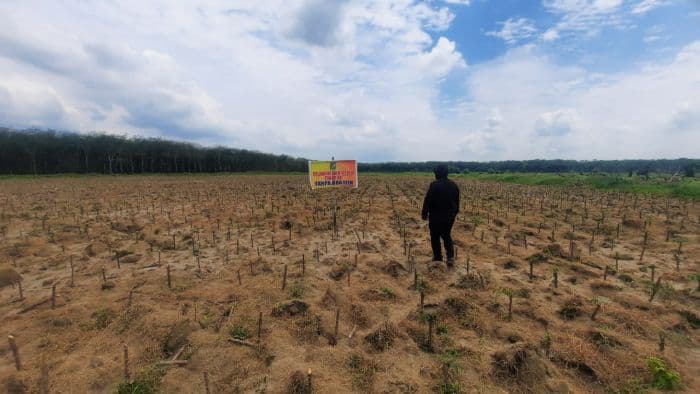 puluhan_hektare_ubi_warga_di_simalungun_diratakan_sebelum_panen