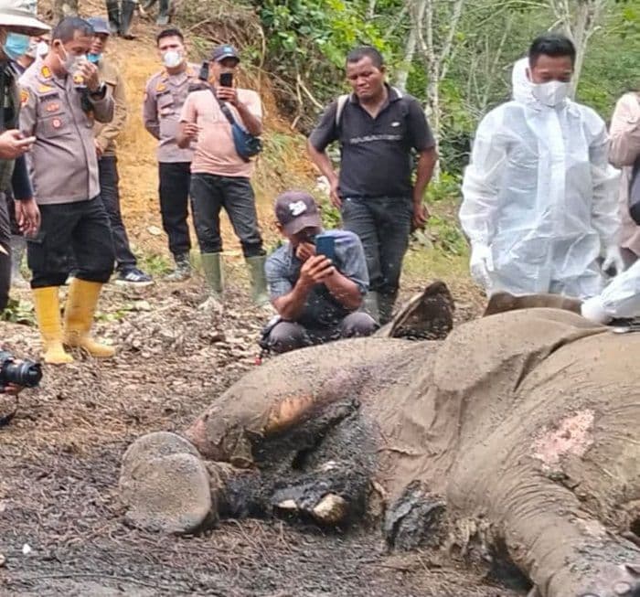 gajah_jantan_mati_di_langkat_begini_pernyataan_bbtngl