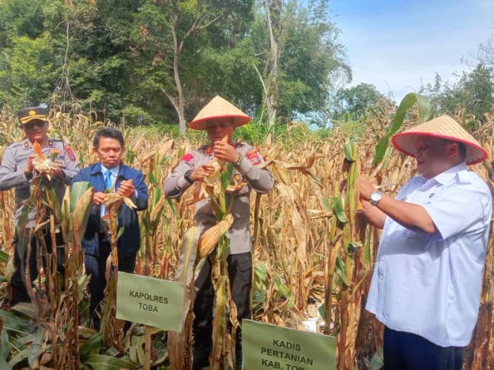 target_dinas_pertanian_toba_9_ton_jagung_per_hektar