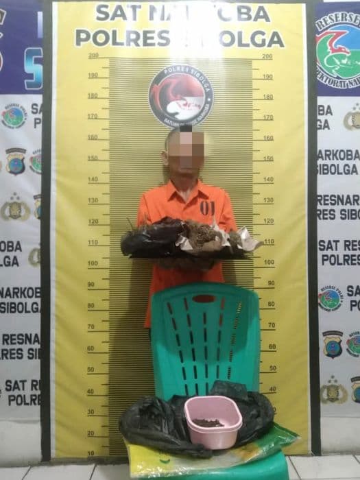 ganja_siap_edar_digagalkan_warga_sarudik_ditangkap_polisi_di_sibolga