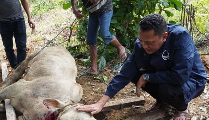 garda_pemuda_nasdem_sumut_bagikan_250_paket_daging_kurban_di_medan_johor