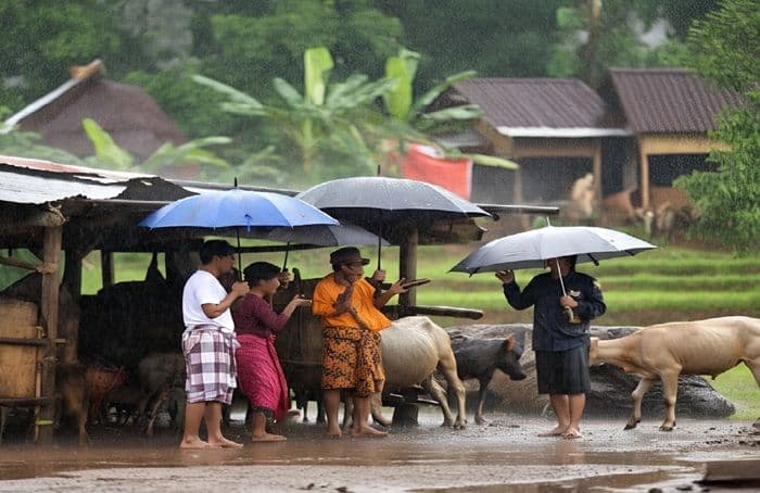 hujan_deras_guyur_lubuk_pakam_saat_penyembelihan_hewan_kurban_panitia_sempat_kocarkacir