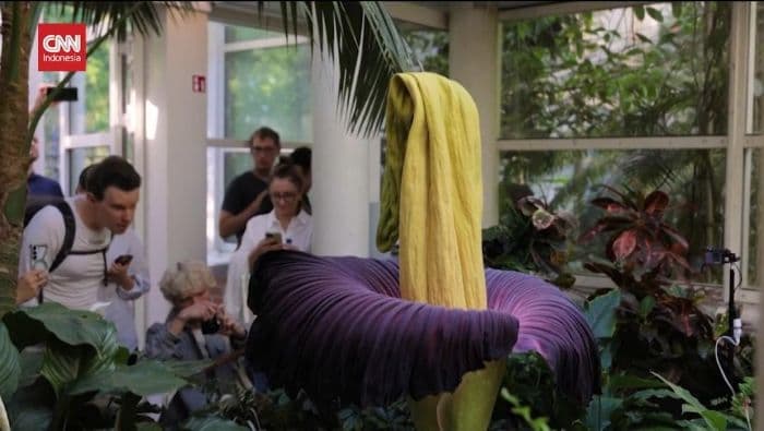 bunga_bangkai_mekar_di_polandia_tarik_perhatian_warga