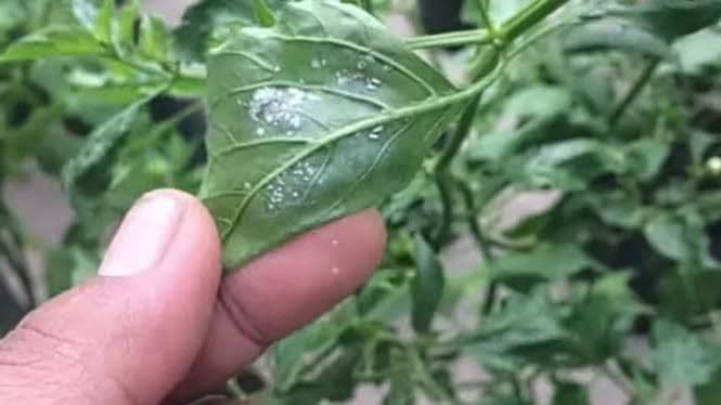 petani_hortikultura_simalungun_diimbau_waspadai_hama_kutu_kebul