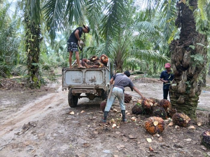 harga_sawit_di_tanah_jawa_simalungun_naik_tipis