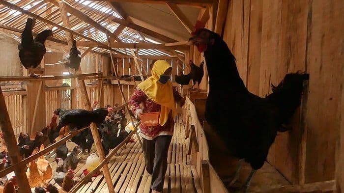 menteri_siapkan_rp_20_triliun_untuk_bangun_peternakan_ayam_terintegrasi_demi_program_mbg