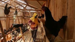 menteri_siapkan_rp_20_triliun_untuk_bangun_peternakan_ayam_terintegrasi_demi_program_mbg