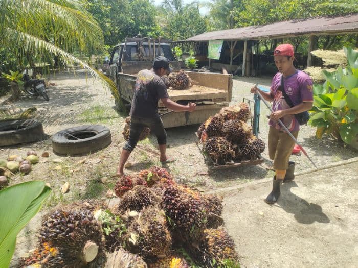 petani_di_bahorok_keluhkan_harga_jual_tbs_yang_kembali_turun