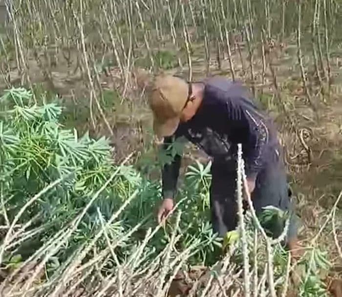 petani_ubi_di_deli_serdang_biarkan_lahannya_ditumbuhi_belukar