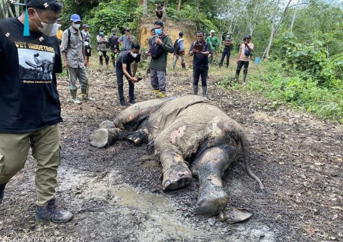gajah_sumatera_mati_di_langkat_bksda_gencarkan_mitigasi_konflik_satwa_dan_manusia