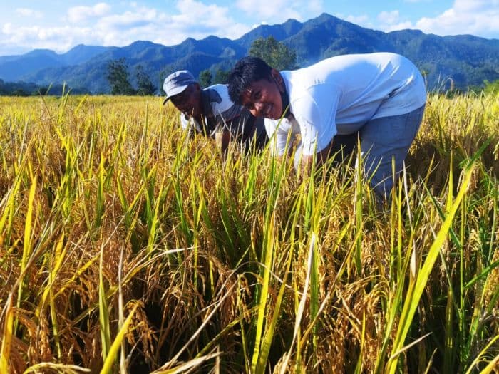 tahun_2025_target_panen_padi_di_toba_capai_155000_ton