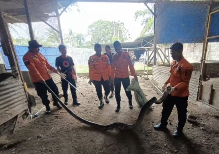 ular_piton_sepanjang_tiga_meter_gegerkan_warga_binjai_masuk_ke_kandang_ayam