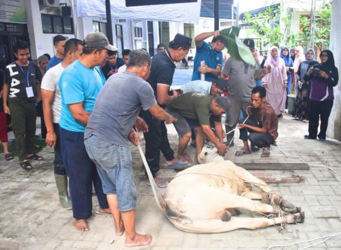 dinkes_sumut_sembelih_lima_sapi_kurban_wujud_syukur_asn_