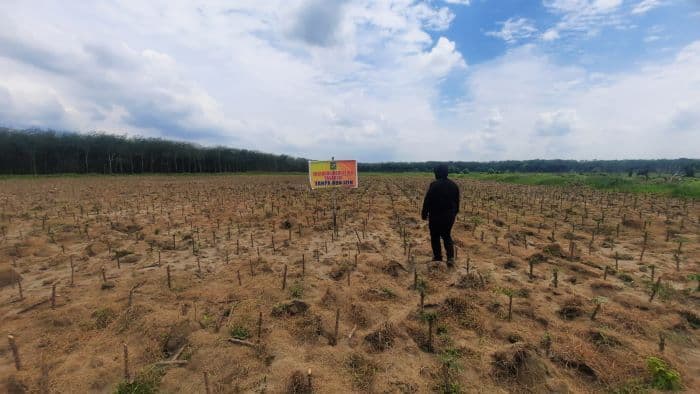 harga_anjlok_petani_singkong_simalungun_hanya_raup_rp25_juta_per_hektar_