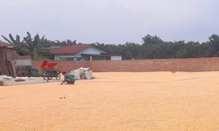 harga_jagung_anjlok_di_simalungun_petani_desak_bulog_serap_sesuai_hpp