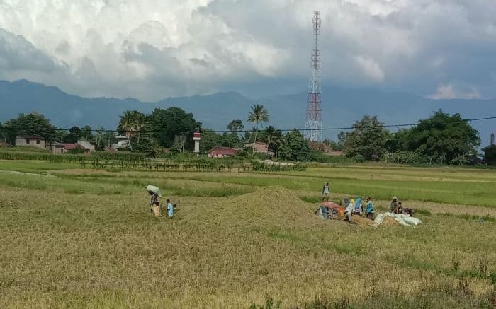 hpp_dorong_harga_padi_stabil_di_toba_petani_apresiasi_toke_tak_main_harga_