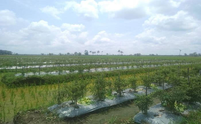 petani_pantai_labu_beralih_ke_tanaman_cabai