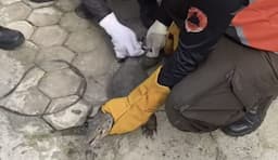 bpbd_binjai_evakuasi_biawak_berukuran_besar_yang_memasuki_rumah_warga_