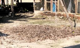 bulu_bebek_kering_di_deli_serdang_laku_rp8_ribu_per_kilogram_jadi_bahan_baku_bantal_dan_guling_