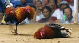 warga_resah_minta_polisi_gerebek_lokasi_sabung_ayam_di_beringin_deli_serdang