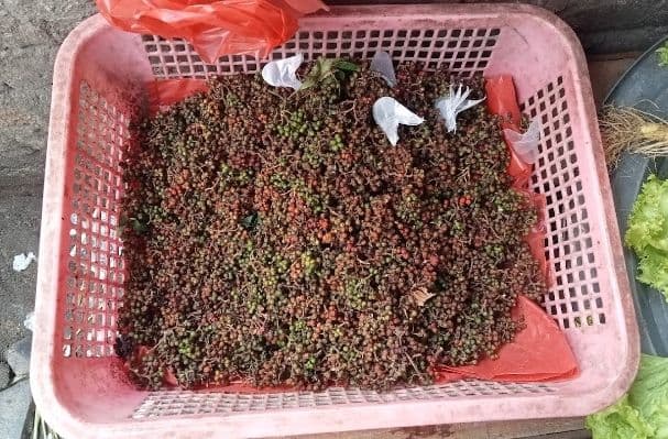 jadi_petani_sangat_menjanjikan_harga_andaliman_per_kilo_stabil_ratusan_ribu