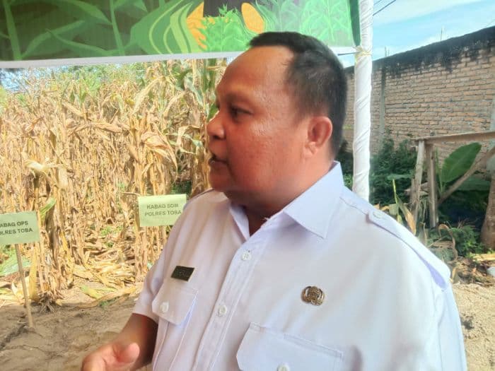 pemkab_toba_diminta_tanam_jagung_5000_hektare_dinas_pertanian_ajukan_bibit