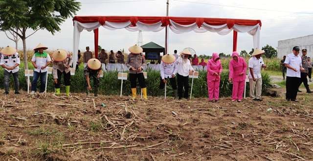 lahan_dua_hektare_milik_polres_langkat_dimanfaatkan_bertanam_jagung