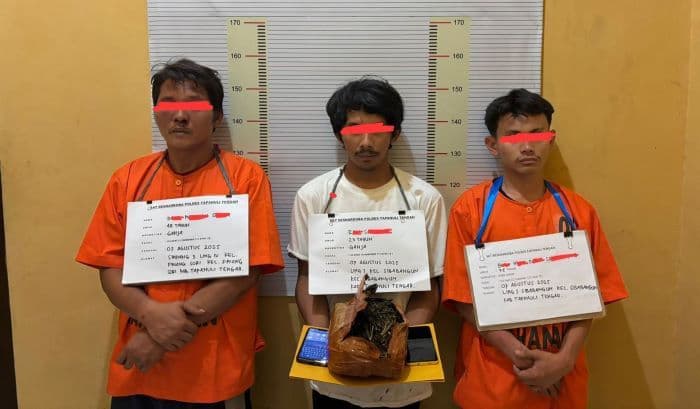 jual_ganja_dekat_kantor_camat_tiga_pengedar_ditangkap_polres_tapteng