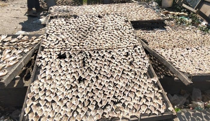 nelayan_dan_pembuat_ikan_asin_medang_deras_terjebak_skema_ijon_garam_dprd_batu_bara_janji_tindak_lanjuti