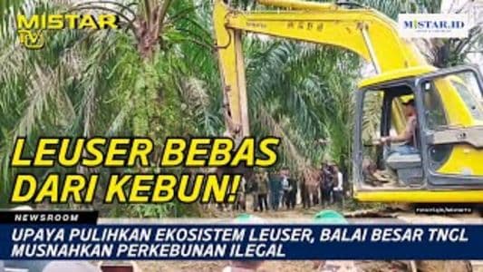 newsroom_upaya_pulihkan_ekosistem_leuser_balai_besar_tngl_musnahkan_perkebunan_ilegal