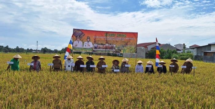 produktivitas_capai_82_ton_per_hektare_pemko_siantar_optimalisasi_sawah