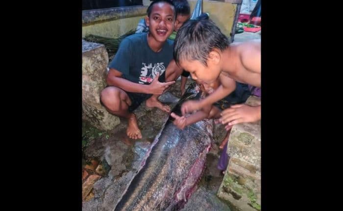 tangkap_ikan_tapah_40_kg_dua_warga_siduadua_pilih_bagikan_ke_tetangga