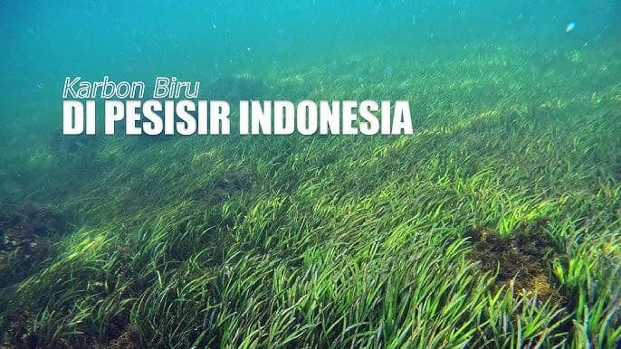 ekosistem_karbon_biru_padang_lamun_siap_diperdagangkan