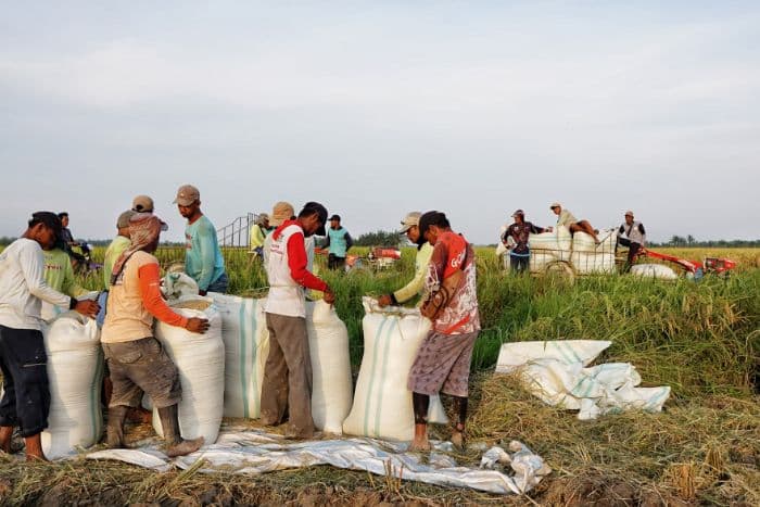 bulog_sumut_tingkatkan_serapan_gabah_petani_capai_8200_ton