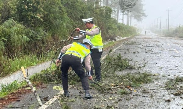 pohon_tumbang_jalur_dolok_sanggulsidikalang_sempat_tertutup
