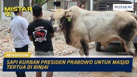 newsroom_sapi_kurban_presiden_prabowo_untuk_masjid_tertua_di_binjai