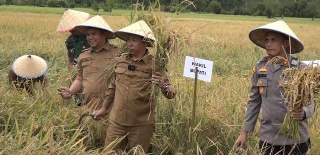 panen_raya_padi_di_purbatua_luas_lahan_sawah_di_taput_kini_1000_hektare_lebih