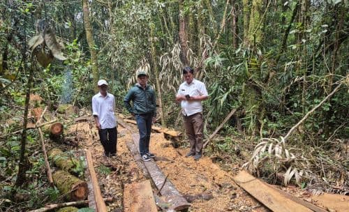 tukang_pikul_kayu_diamankan_polhut_di_hutan_lindung_lae_pondom_dairi