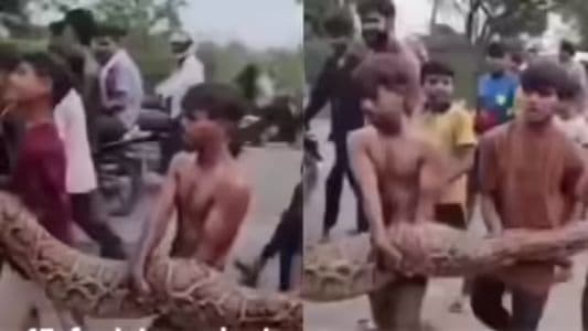 viral_anakanak_arak_piton_45_meter_tanpa_pengaman_netizen_cemas_