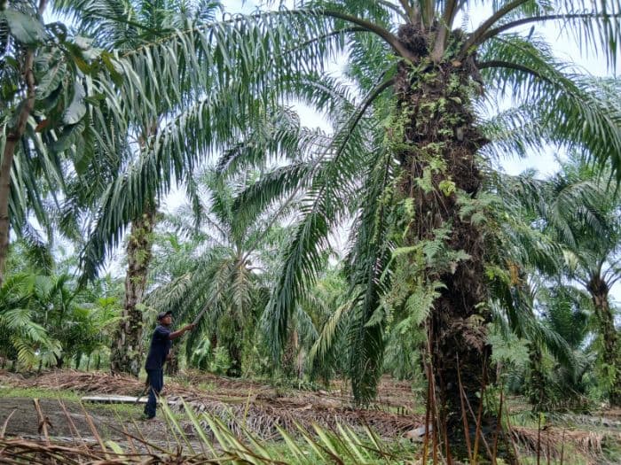 harga_tbs_sawit_di_simalungun_rp2870_per_kilogram