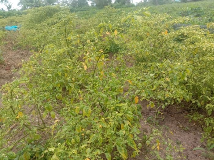 petani_toba_harga_cabai_naik_karena_gagal_panen_akibat_kemarau_panjang