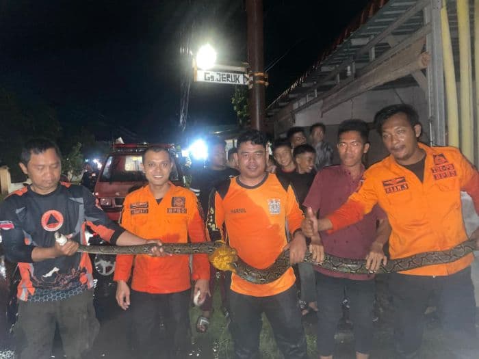 bpbd_binjai_evakuasi_ular_sawah_sepanjang_3_meter_dari_rumah_warga_di_jalan_mt_haryono