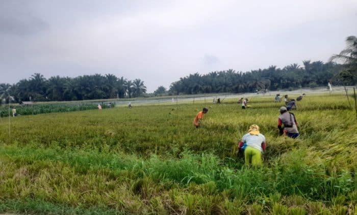 minim_sosialisasi_petani_tak_tahu_bulog_serap_gabah_dengan_hpp_rp6500_per_kilogram