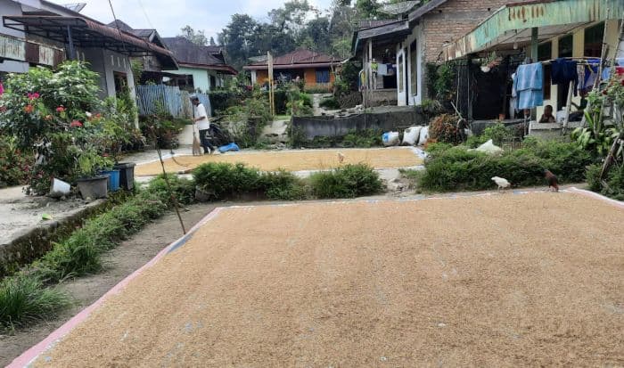 petani_di_sipoldas_belum_tahu_harga_gabah_naik
