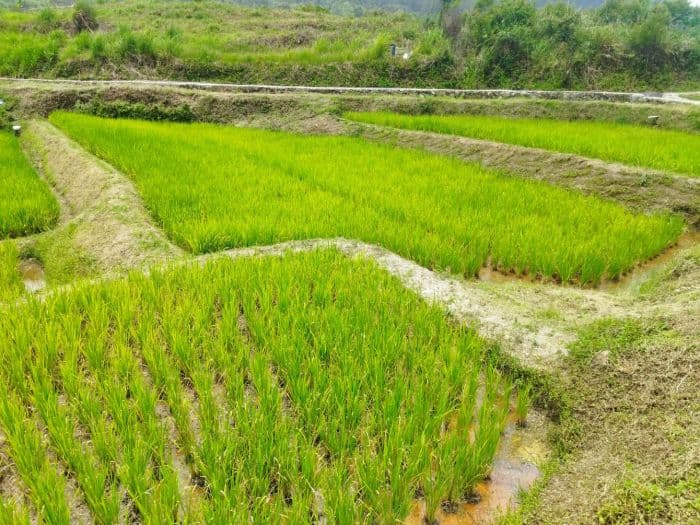 petani_toba_mulai_meninggalkan_padi_lokal_beralih_tanam_jenis_hibrida