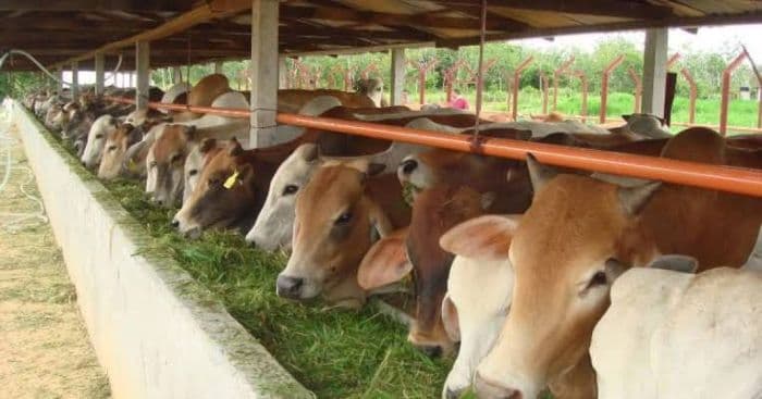 simalungun_jadi_sentra_sapi_potong_terbesar_kedua_di_sumut_suplai_hingga_ke_luar_daerah