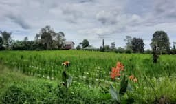 pemerintah_turunkan_het_pupuk_subsidi_petani_simalungun_urea_masih_mahal