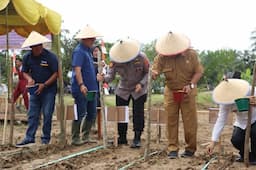 polres_langkat_tanam_2_hektar_jagung_untuk_dukung_ketahanan_pangan_nasional
