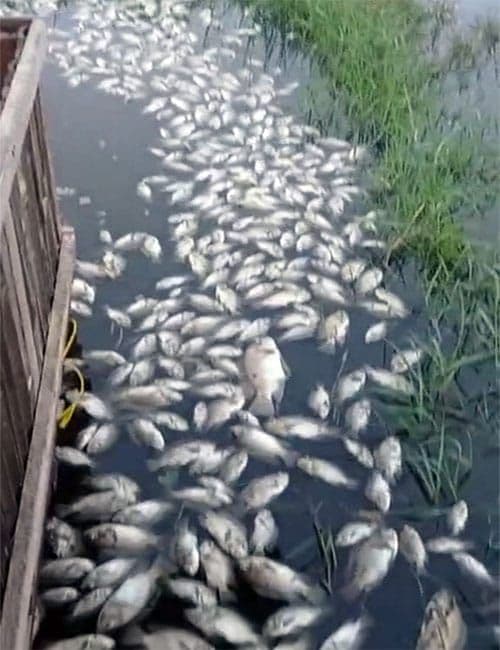 ribuan_ikan_di_tambak_marelan_mati_diduga_tercemar_limbah_tpa